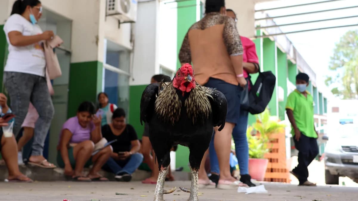 “HACHIKO” BOLIVIANO: EL  GALLO “MARTÍN” ESPERA A SU DUEÑA QUE FALLECIÓ EN UN HOSPITAL