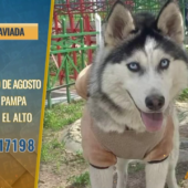 MASCOTAS DESAPARECIDAS: OSITO