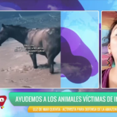 ANIMALES PIERDEN LA VIDA, VOLUNTARIOS AGOTADOS, Y LA POBLACIÓN AFECTADA.