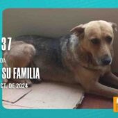 ¡BUSCAN A SU FAMILIA! SE ENCONTRÓ UNA PERRITA PERDIDA POR LA 10 DE CALACOTO.