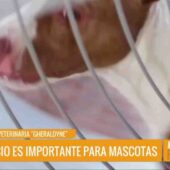 ¿QUÉ CONSEJOS SIGUES PARA EVITAR EL SOBREPESO EN TUS MASCOTAS Y MANTENERLAS SALUDABLES?