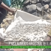 PESCADO COCIDO ENTRE PIEDRAS: EL TRADICIONAL P’AP’I, LO ENCUENTRA EN LA PLAZA BALLIVIÁN.