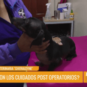 ¿SABES CÓMO CUIDAR A TU MASCOTA DESPUÉS DE LA ESTERILIZACIÓN?