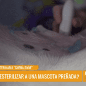 ¿ES POSIBLE ESTERILIZAR A UNA MASCOTA QUE ESTÁ PREÑADA?