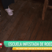 🐭 ¡ROEDORES EN UN COLEGIO! EXIGEN DESINFECCIÓN URGENTE EN LA U.E. JUANA AZURDUY DE PADILLA.