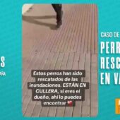 🐾 ¡UN ACTO DE AMOR Y RESISTENCIA! ❤️ VALENCIA PIDIÓ AYUDA EN REDES PARA PROTEGER A SUS PERROS