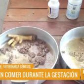 🍲🌱 ¿QUÉ ALIMENTOS NECESITA TU MASCOTA EMBARAZADA PARA ESTAR SALUDABLE?