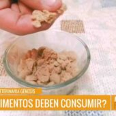 🍽️🐶 ¿QUÉ ALIMENTOS SON IDEALES PARA LOS CACHORRITOS DESPUÉS DE SU LACTANCIA?