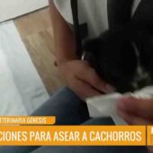 🧼🐾 ¿CÓMO BAÑAR Y CUIDAR LA HIGIENE DE LOS CACHORRITOS?