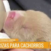 🍽️🐾 ¿CÓMO ALIMENTAR A LOS CACHORRITOS SIN SU MAMÁ?