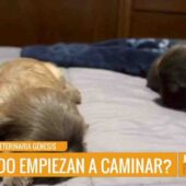 ¿EN CUÁNTO TIEMPO LOS CACHORRITOS COMIENZAN A CAMINAR Y ABRIR SUS OJITOS TRAS NACER?