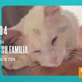 ¡TAKESHI APARECIÓ PERO SU FAMILIA ENCONTRÓ OTRO GATITO EN LA ZONA PAMPAHASI.