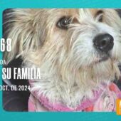 ¡PERRITA ENCONTRADA! EN CIUDAD SATÉLITE, PLAN 405, CALLE 17 – EL ALTO.