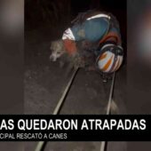 ANIMALES TAMBIÉN FUERON AFECTADOS POR MAZAMORRA EN BAJO LLOJETA, UN RESCATISTA LOGRÓ SALVAR A UN CAN