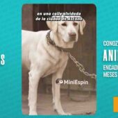 🐾💔 ANIKA FUE ENCADENADA POR MESES POR SU ANTIGUO DUEÑO.