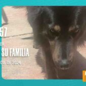 ¿RECONOCES A SU FAMILIA? ENCONTRADO EN LA AV. ROMA, ALTURA TOTES, OBRAJES – LA PAZ.