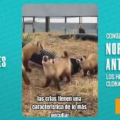 💖 ¡ESPERANZA PARA UNA ESPECIE EN PELIGRO! CLONES DE HURÓN DE PATAS NEGRAS NACIDOS EN EE.UU.