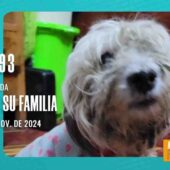 ¡CACHORRITA BUSCA A SU FAMILIA! SE ENCONTRÓ EN LA AV. 2DO BASCONES – LA PAZ.