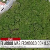 Un árbol que parece un minibosque sorprende en plena ciudad de Brasil