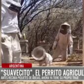 Crean traje de apicultor para “Suavecito”, el perro que ayuda a sus dueños