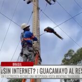 Guacamayo acompaña a electricista mientras trabaja en lo alto de un poste en Brasil