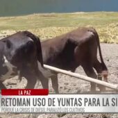 Pobladores de Los Andes vuelven a arar con yuntas ante la escasez de combustible