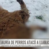 Comunarios de Alto Milluni exigen medidas tras ataque de perros que mató a dos llamas
