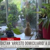 Gato naranja queda bajo arresto domiciliario en Francia tras molestias a vecino